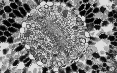 30 Billion Barcodes and a Breakthrough for Biomedical Science